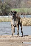 DOGUE ALLEMAND 176